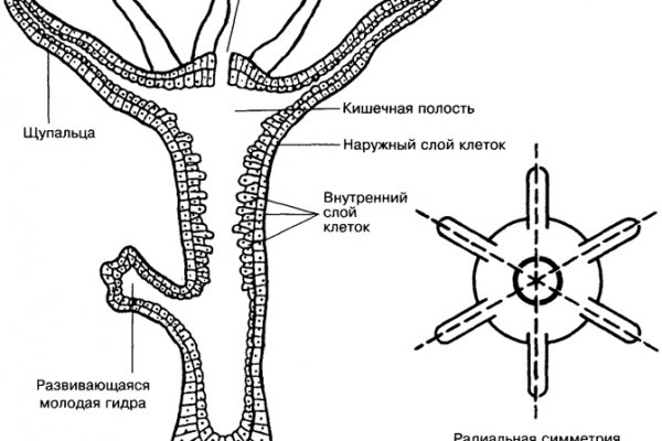 Кракен как зарегистрироваться